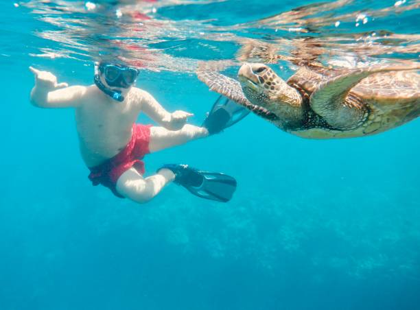 Best Maui Snorkel Beaches From Shore: A Region-by-Region Guide