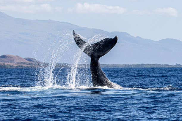 Maui Whale Watching Season: When, Where, and How to See Humpbacks