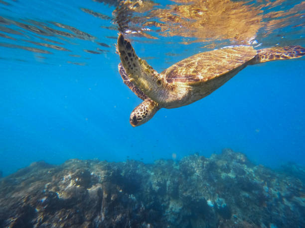 Exploring Maui’s Reefs with Aloha: A Guide to Responsible Ocean Travel