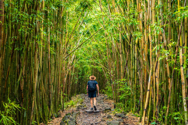 South Maui and Upcountry Trails: Hiking from Lava Coast to Haleakala Cloud Forest