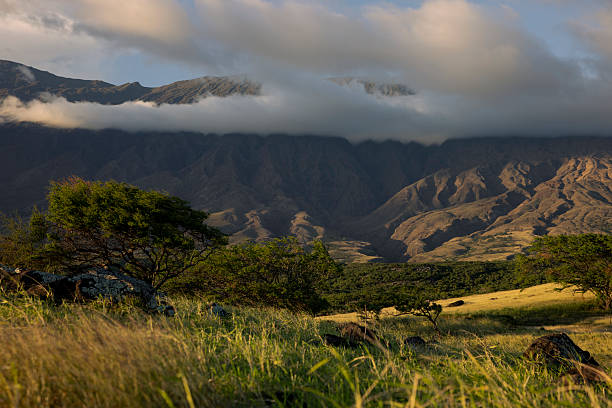 Nēnē on Maui: Where to Meet Hawaii’s Endangered State Bird
