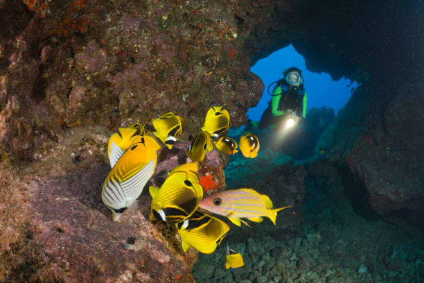 Scuba Diving Around Maui: Molokini, Shorelines, and Volcanic Reefs