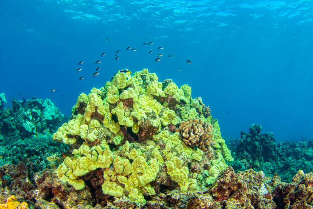 Maui Night Diving: Discovering a Different Ocean After Dark