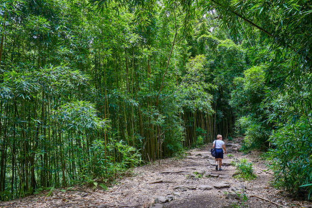 West Maui and Central Maui Trails: Rainforest Ridges, Valley Lookouts, and Coastal Walks