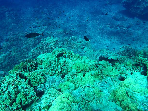 Maui Scuba Diving for First-Timers: What to Know Before Your First Breath Underwater