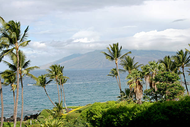 Maui Craft Cocktails: A Tropical Guide to Island Spirits and Sunset Sips