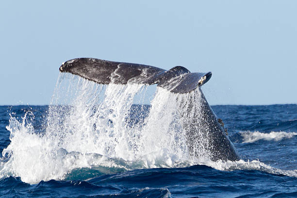 Scuba Diving Around Maui: Molokini, Turtle Town, and Reefs Worth the Plunge