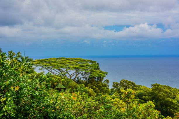 Maui’s Native Plants and Botanical Gardens: Where Haleakalā’s Rare Beauty Takes Root