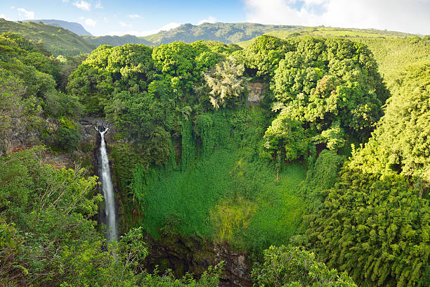 The Nēnē: Maui’s Rare Native Goose and Where to Meet It in Haleakalā