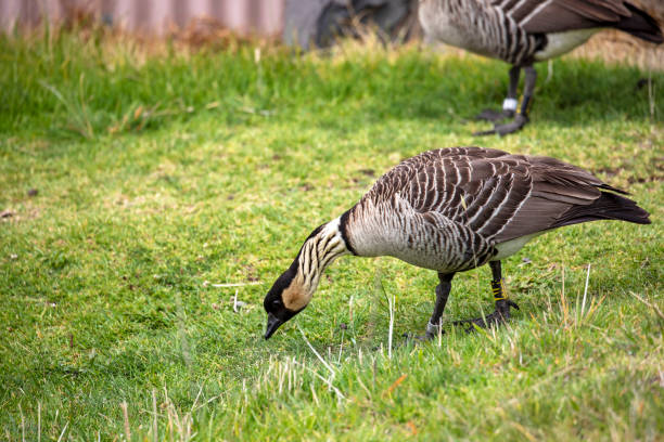 Haleakala’s Native Birds: A Guide to Maui’s Rare Forest Wildlife