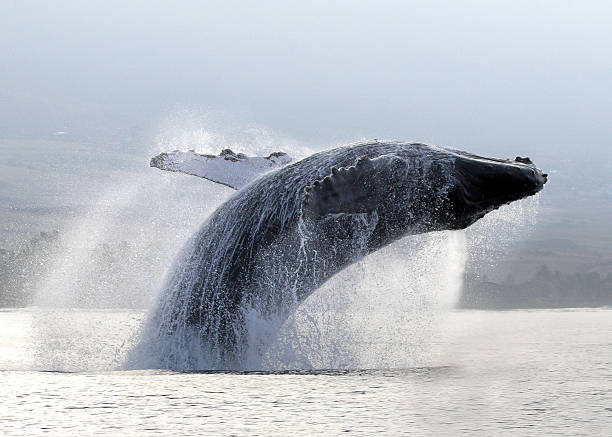 The Magic of Whale Watching Season on Maui: When Giants Return to Paradise