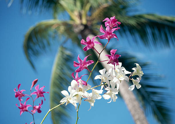 Kapalua and Napili Resorts: Finding Your Perfect West Maui Stay