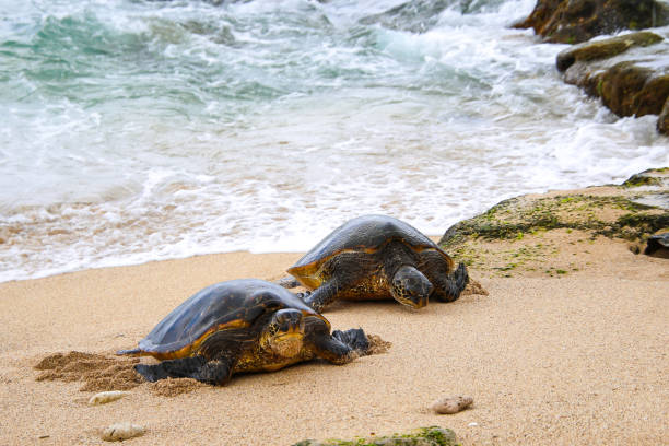 How to Explore Maui’s Reefs Without Loving Them to Death