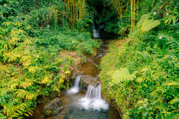 Road to Hana Hikes and Waterfalls: A Trail-by-Trail Guide to Maui’s Rainforest