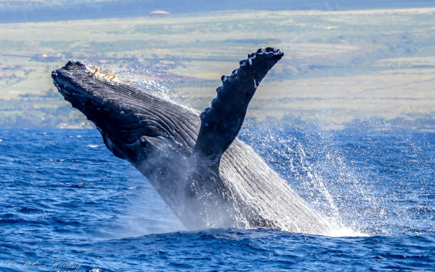 Riding the Humpback Highway: Whale Watching Season on Maui