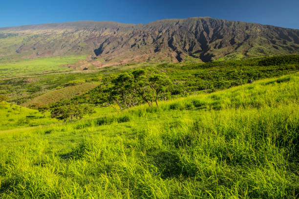 Snorkeling with Hawaiian Green Sea Turtles in Maui: Ethical Encounters and Marine Wildlife