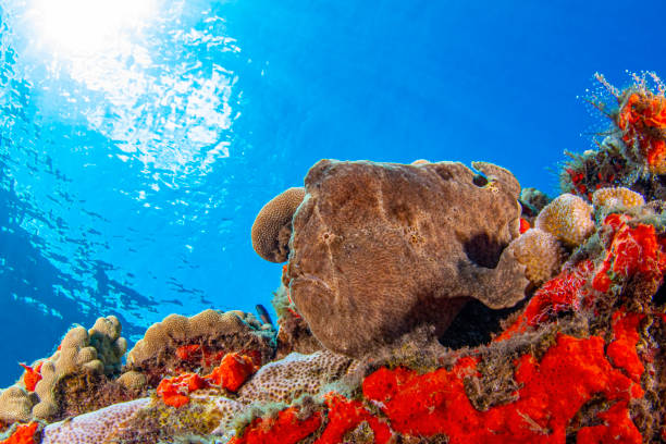 Molokini Crater Snorkeling and Diving: Maui’s Underwater Volcano Adventure