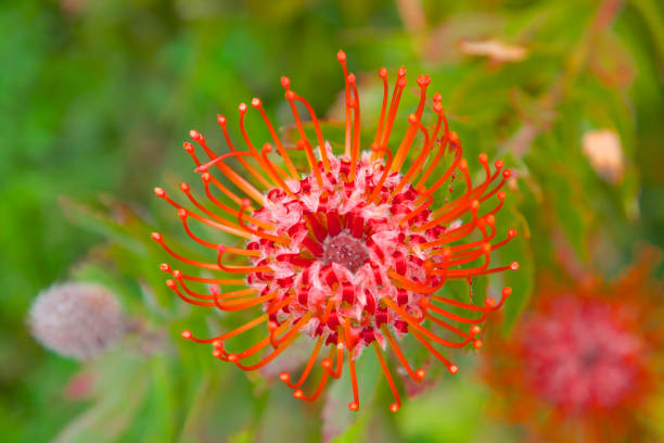 Upcountry Maui: Farm Stands, Paniolo Towns, and Panoramic Views in Kula, Makawao, and Pukalani