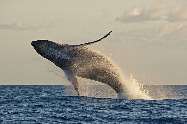Maui’s Sea Turtles and Marine Wildlife: Ethical Ocean Encounters for Every Traveler