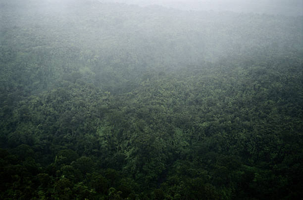 Haleakala’s Green Miracle: Rainforests, Microclimates, and the Wet Side of the Mountain